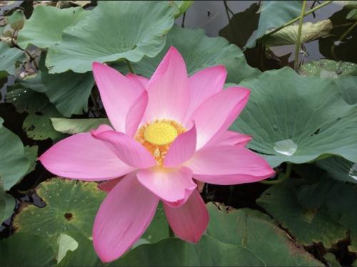 🪷 蓮 Ren Lotus - my Japanese 🇯🇵 name.