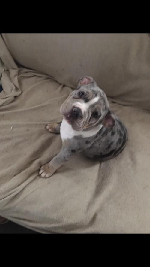 11:33:55 GMT-0500 (EST).image