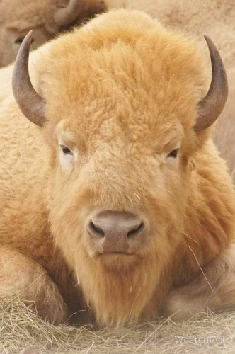 139304340_3737684896278602_7030294039031811991_n