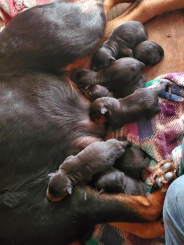 11:59:34 GMT-0800 (PST)