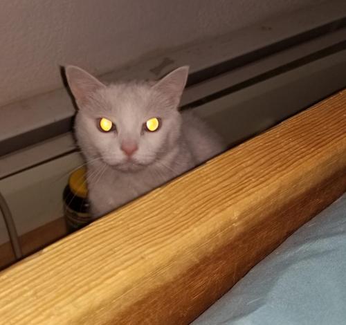 evilcat