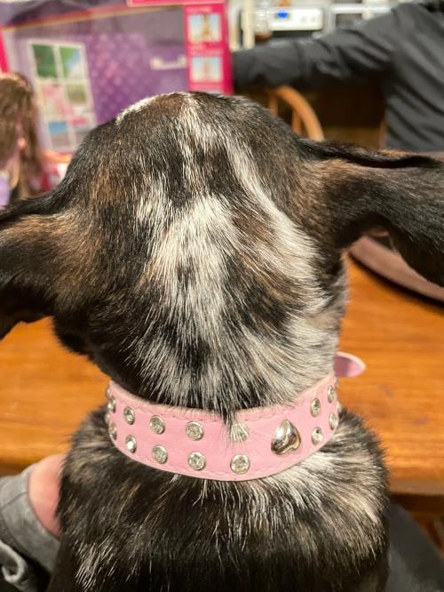 15:43:38 GMT-0800 (PST)