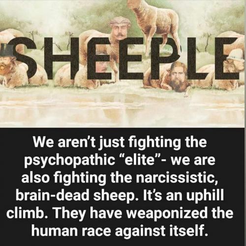 sheeple