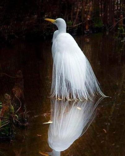 139105154_1776086375890900_4617920371579500044_n