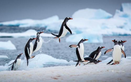 GENTOO PENGUINS BingWallpaper