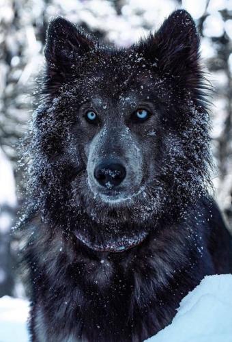 tumblr_ef19d9df1c583bf7ea7c98c13b88b205_30346d4a_540