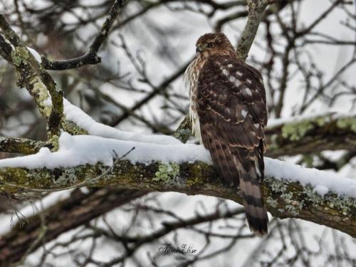 1-4-2021 Cooper's Hawk 5