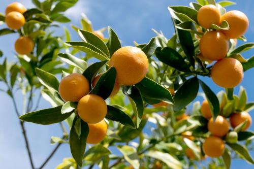 A kumquat year!