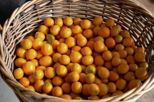 1st picking - 7 pounds of kumquats