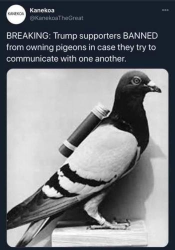 pigeons