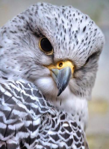 143354056_442253913879279_3234615457039067547_o