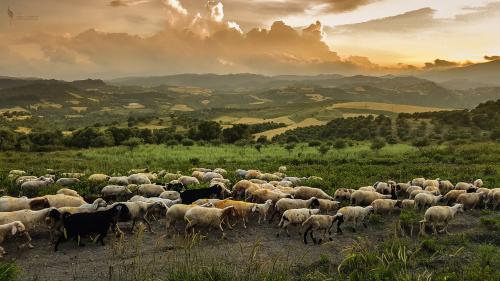 Shepherding