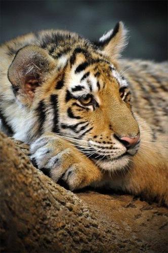 144307600_1788373317995539_5449725388446466711_n