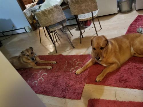 61649192_2338754709732655_8519349544679374848_o