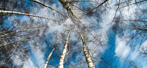 winter-trees-looking-at-sky