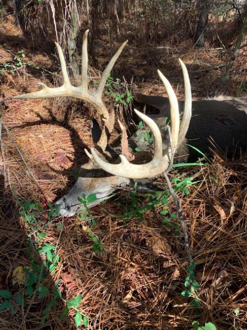 11:38:08 GMT-0600 (CST).image