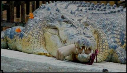 cover pic - tranked gator w severed human hand in mouth