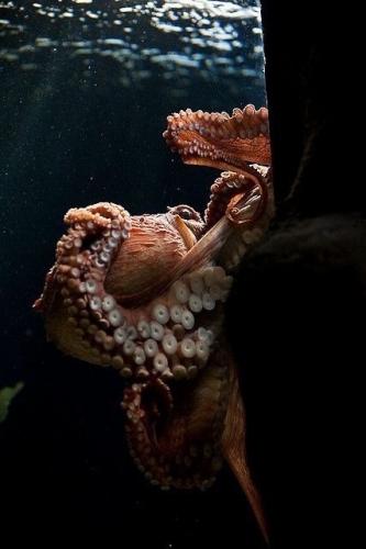 tumblr_692a26ff6170fda2e0a297b77505ae2d_91f0ea40_500