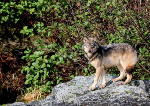 134475126_1484306001768745_6849967464747612634_n