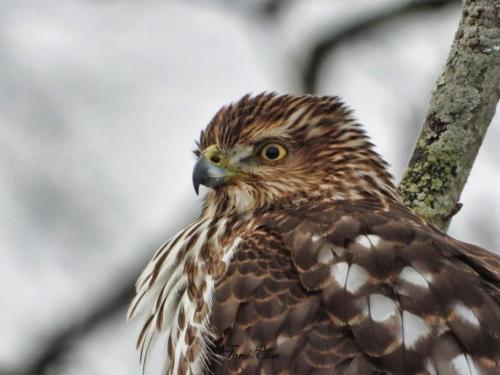 1-4-2021 Cooper's Hawk 3