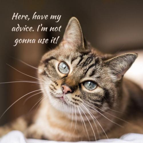 Here, have my advice. I'm not using it! (1)