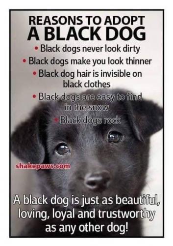 BLACK DOG