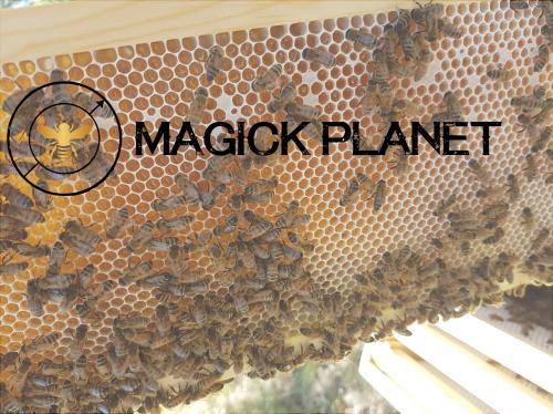 Magick Planet - Honey