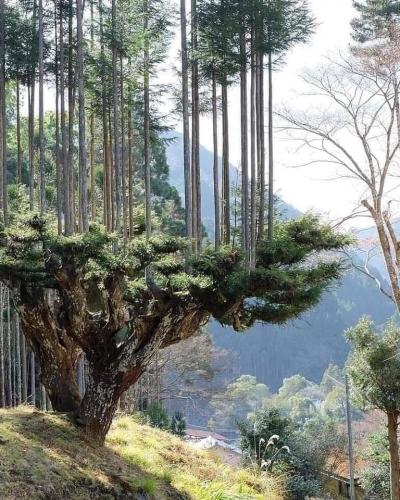 Japanese tree farming