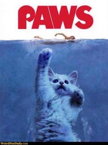 paws