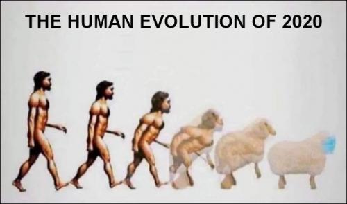 sheeple27