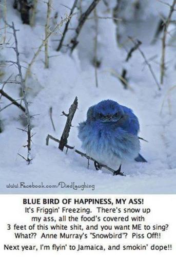 BLUE BIRD