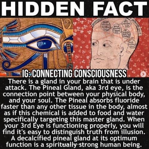 PINEAL GLAND