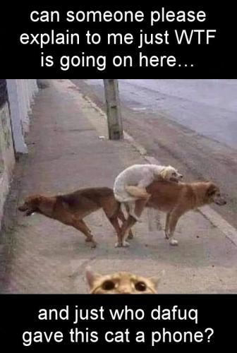 and just who dafuq gave this cat a fone