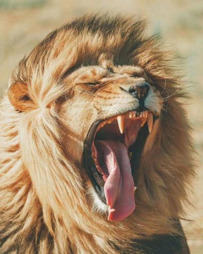 146215463_113076690753702_4976009358116182705_o