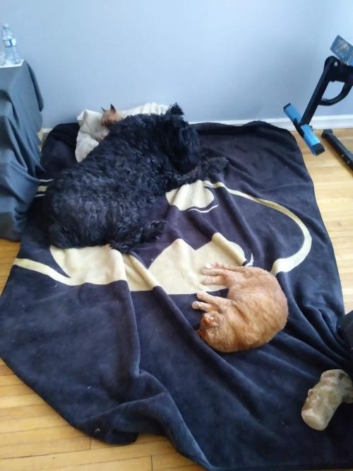 85164885_10159358576849112_2720595081726787584_o