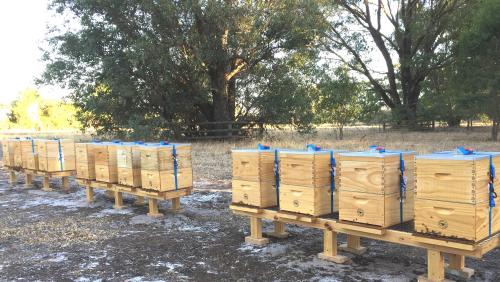 Eddie Naude - Magick Planet Honey Hives