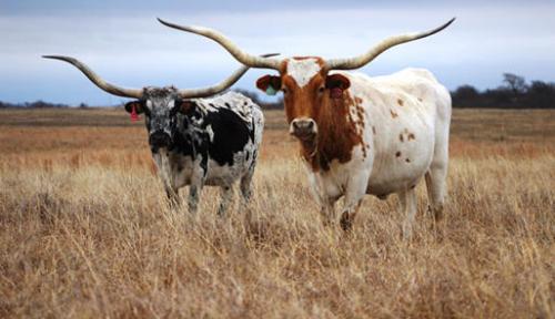 142014798_6259758720939_266237143552453850_n