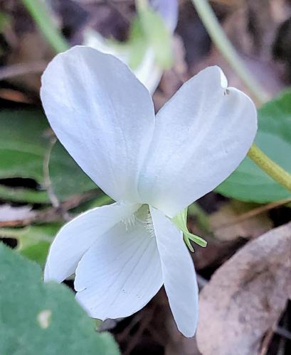 15:43:18 GMT-0800 (PST)