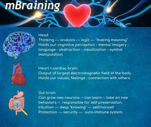 mBraining-head-heart-gut