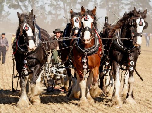 horses-ploughing