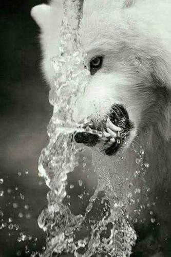 tumblr_2df74c3c62f1b930bacd43ecc98b24d2_5ccf672d_540