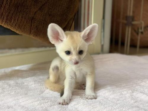 20:22:36 GMT-0600 (CST)