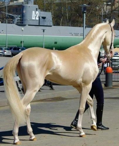 Golden Horse