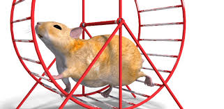 hampster wheel