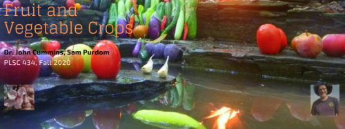 Fruit and Vegetable Crops