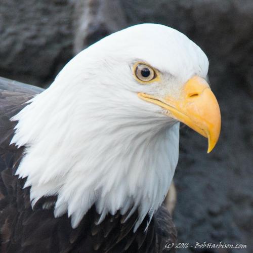 04:28:18 GMT-0600 (CST).image