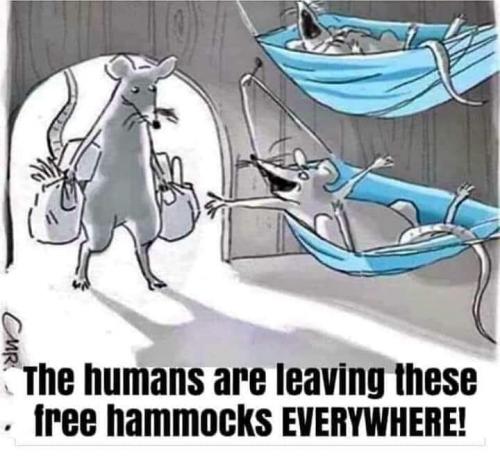 hammocks