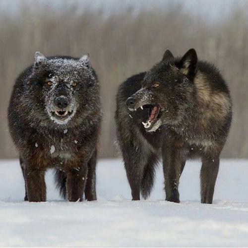 14390757_10205369198149603_5298182740848610535_n