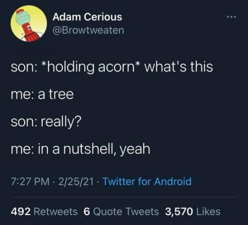acorn