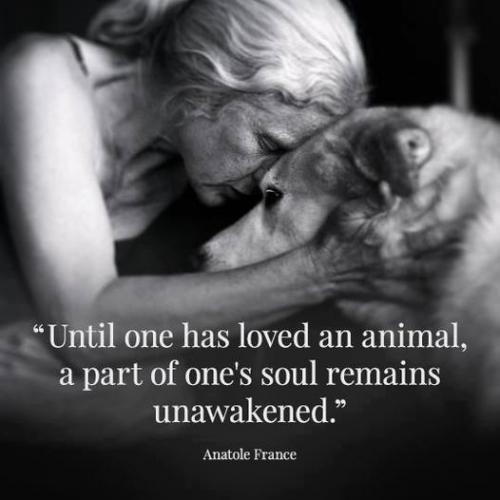 LOVE ANIMALS